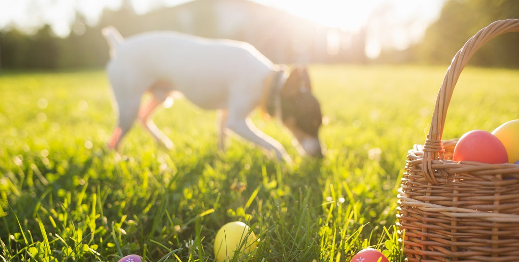 How to have a dog-tastic Easter