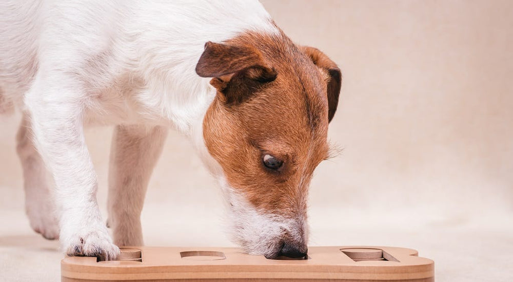 DIY Dog Puzzles & Games - helping with a restless dog