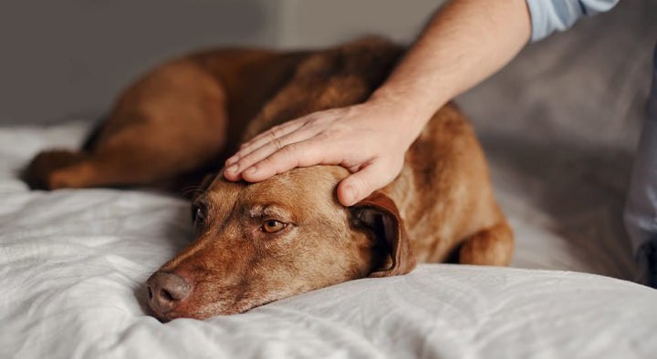 Diabetes in dogs - How to spot it and how to help