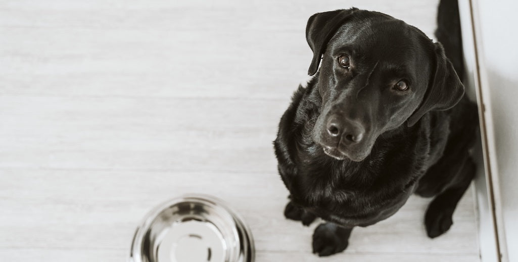 Doggy Digestion: What Should You Feed Your Dog?