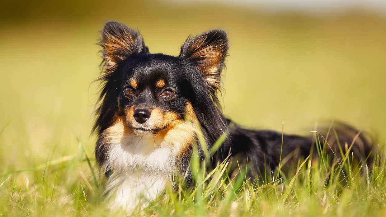 Dog health and Vitamin E