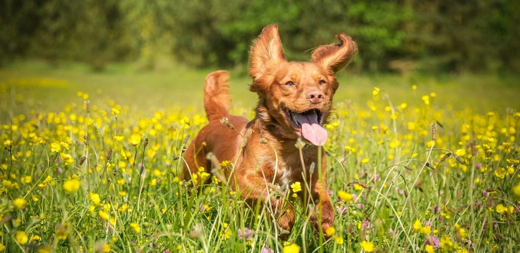 Cocker Spaniel running in field