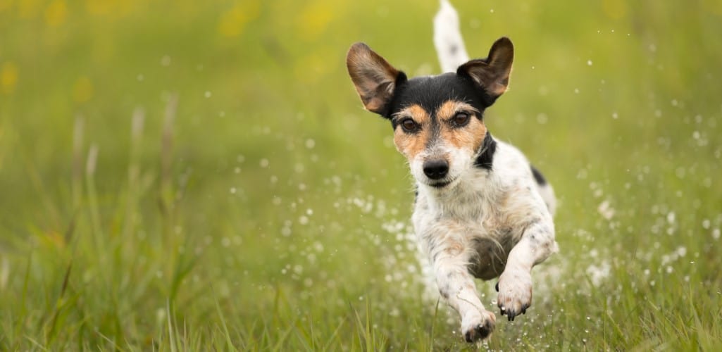 Jack Russell Terrier running over dripping wet meadow