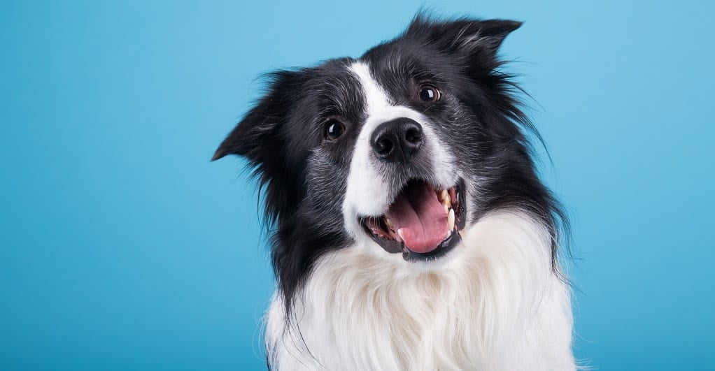 Our Favourite YuMOVE Dogs This Month