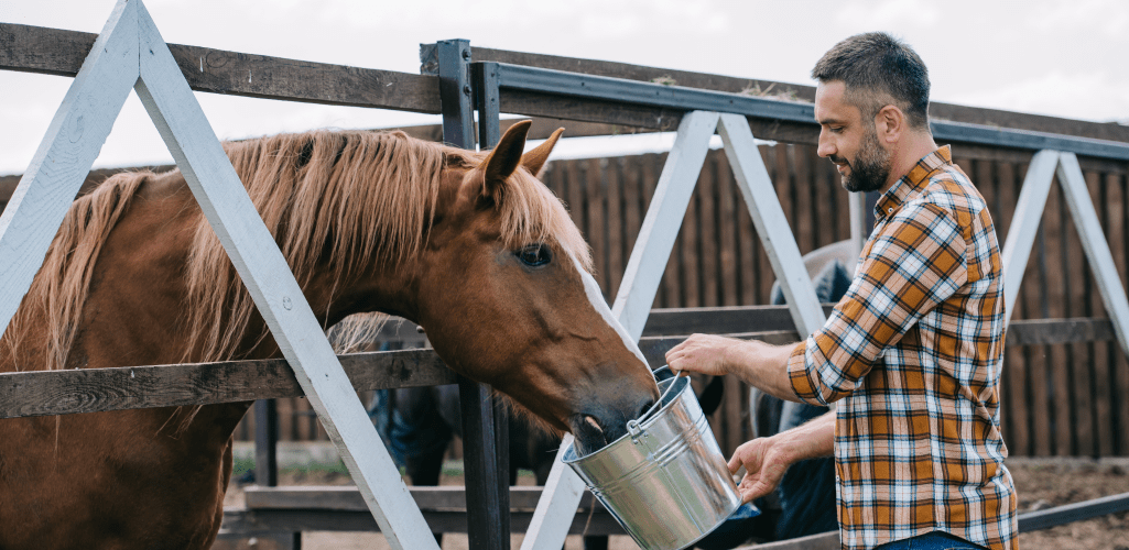 Man feeding horse with bucket