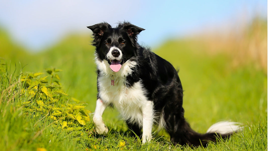 Your dog’s first day at the beach – YuMOVE