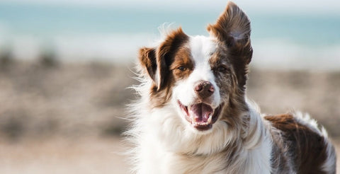 Collie in the summer breeze