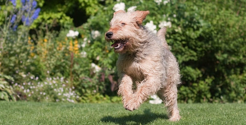 Otterhound terrier running