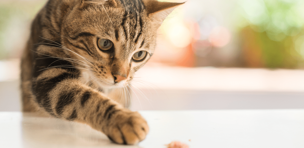 Cat playing with food