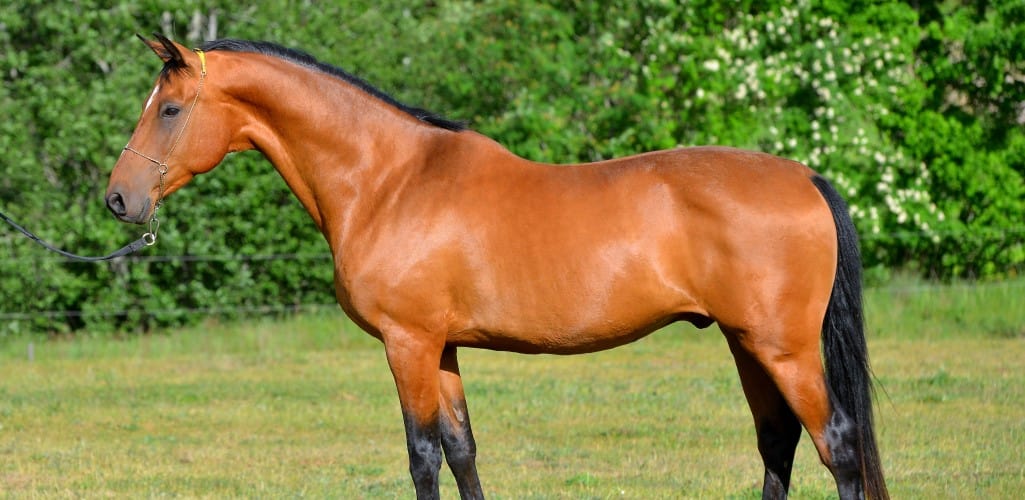 Brown horse standing in field