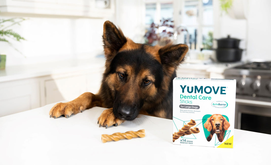Getting the most from YuMOVE Dental Care Sticks