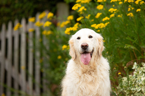 Golden Retriever sitting next to flowers