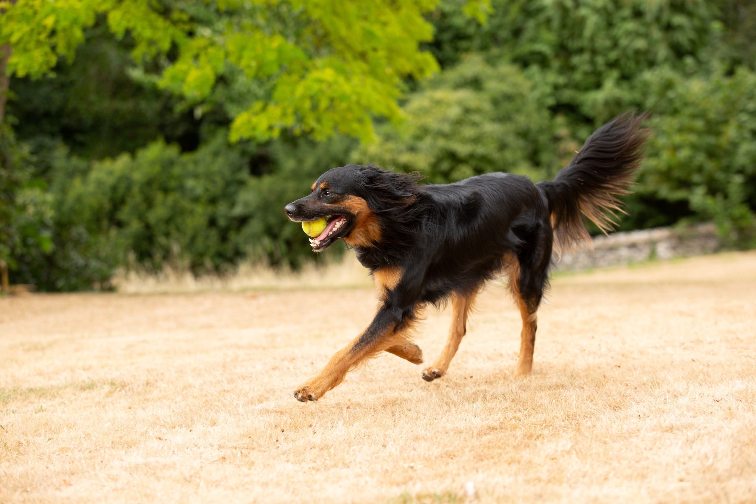 Black and brown dog running on grass with a ball
