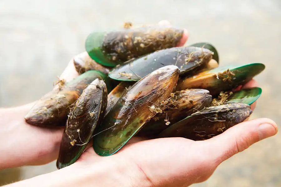 A guide to Green Lipped Mussels for dogs