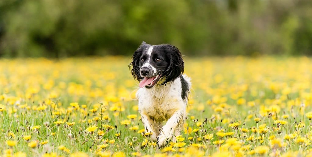 Collie in the daisies
