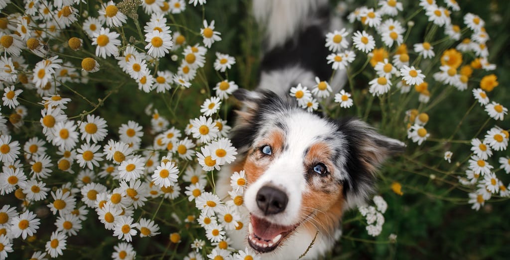 Aussie Shepherd in daisies