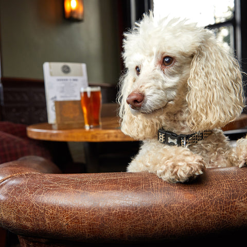 The UK’s best dog-friendly pub walks