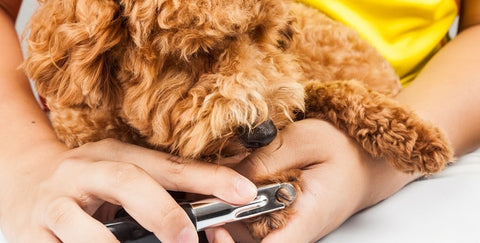 Clipping dogs nails