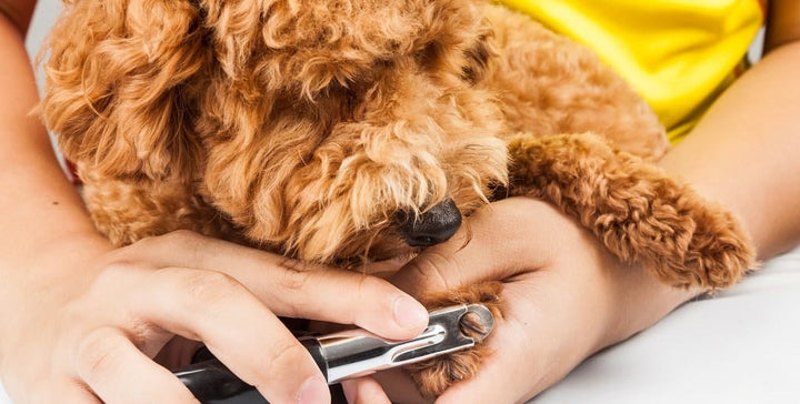 Pet health check at home