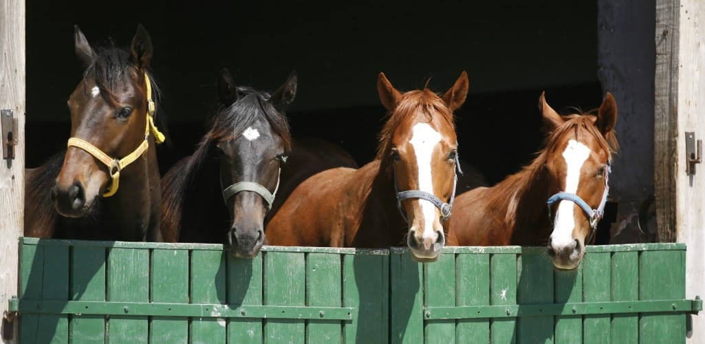 Purebred horses in the barn door