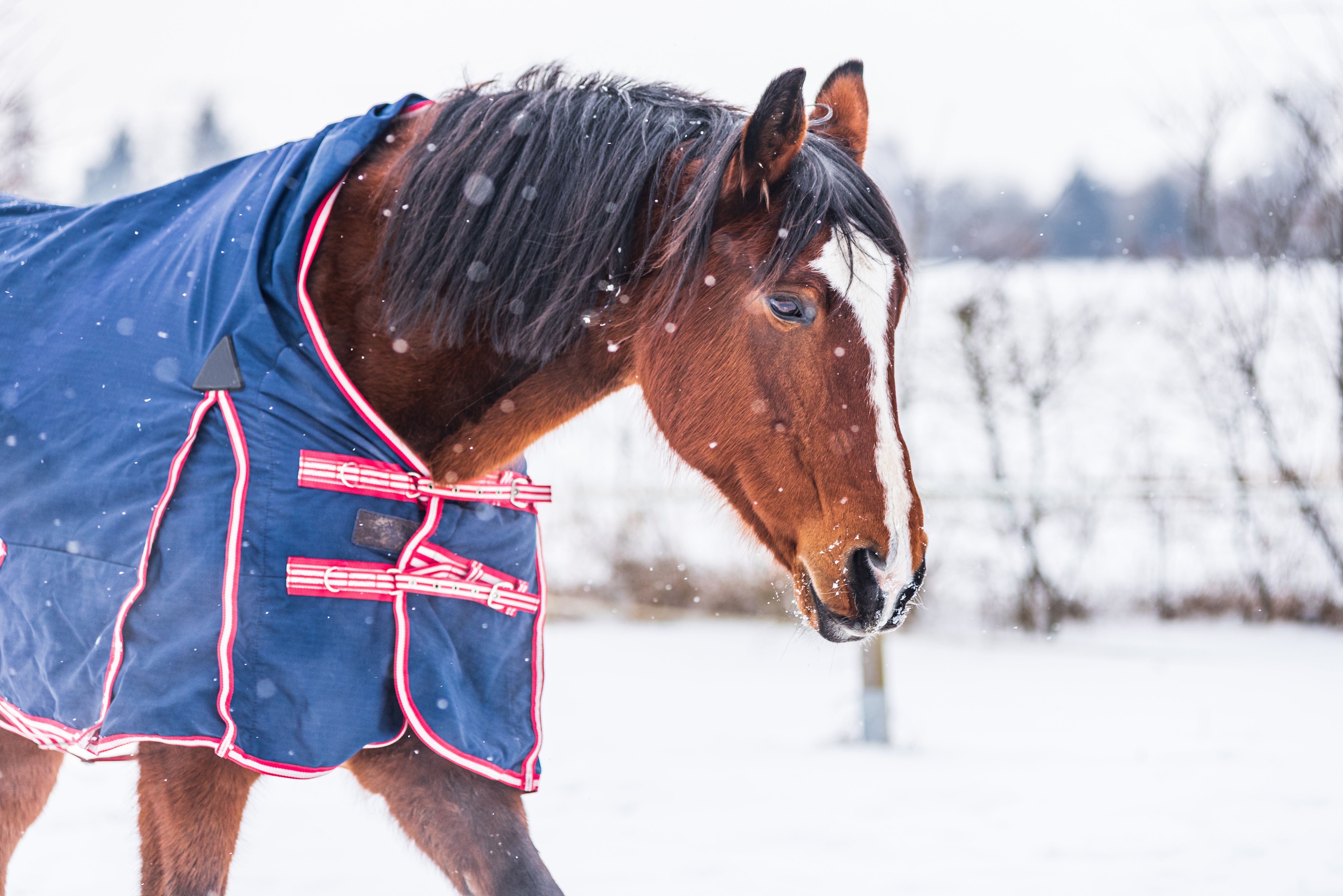 Horse wearing a winter coat in the snow