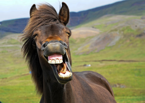 Horse with mouth wide open