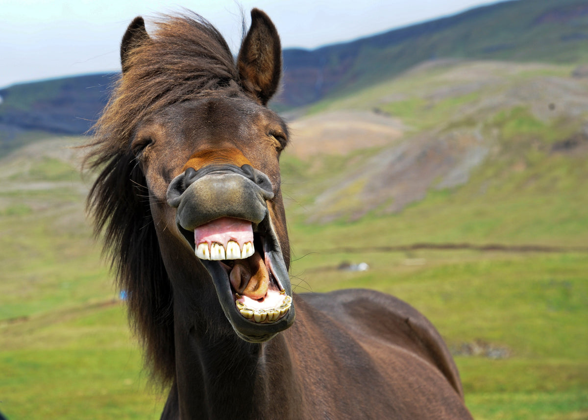 Spotting the signs of equine dental problems
