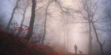 Walking dog in a foggy wood