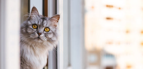 cat looking out window