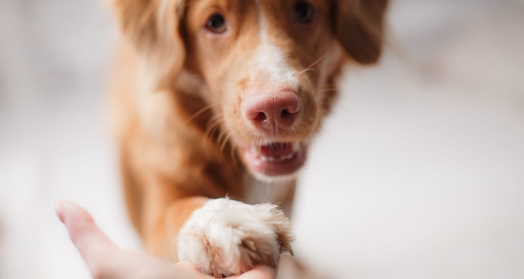 Spaniel pawing a persons hand