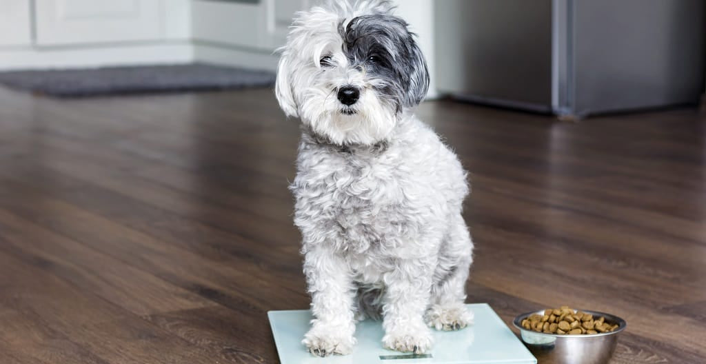 Is Your Dog The Right Weight?