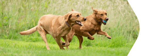 Stiff joints in dogs: Why your dog's joints hurt & caring for them