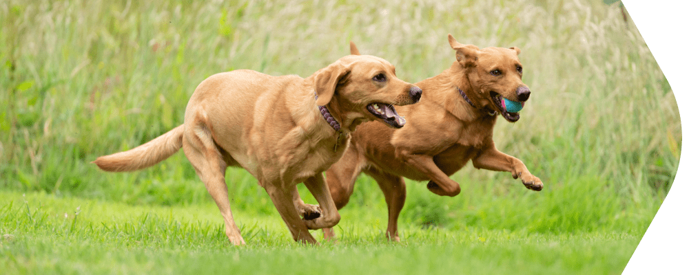 Stiff joints in dogs: Signs, causes and ways to support them