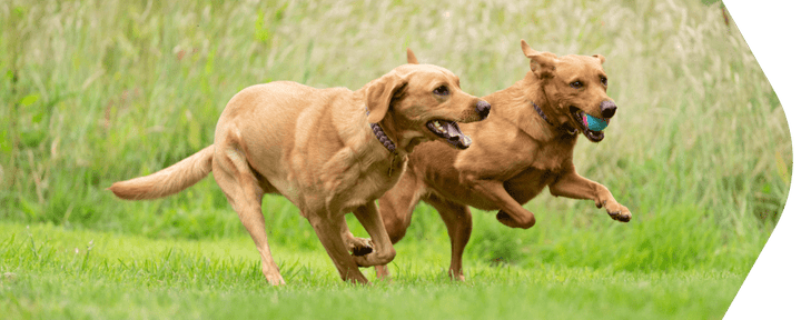 Stiff joints in dogs: Signs, causes and ways to support them