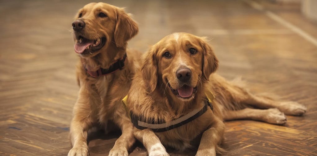 Joint care for dogs: From playful pups to golden oldies