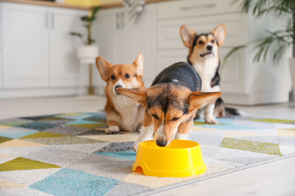 3 corgis indoors drinking from a water bowl