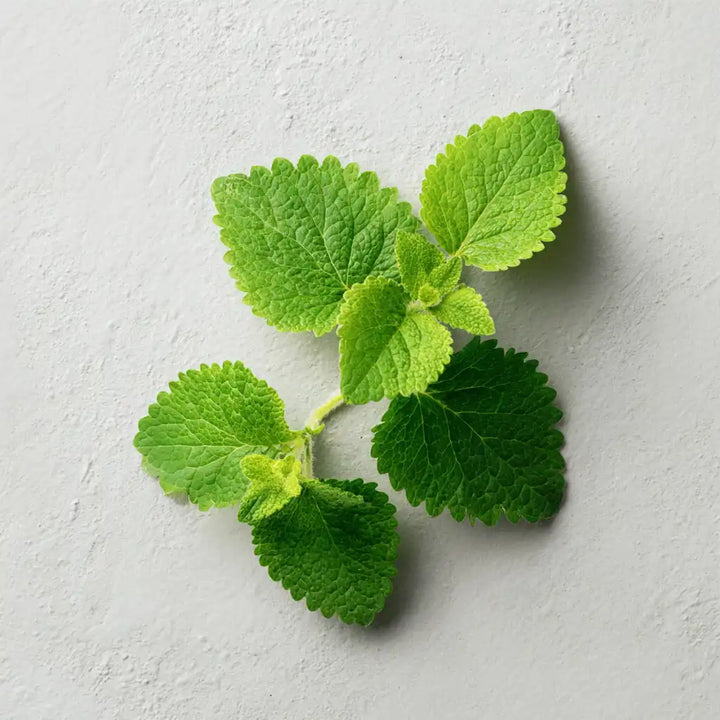 Lemon Balm for dogs & cats