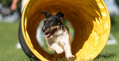 Mixed breed in a tunnel