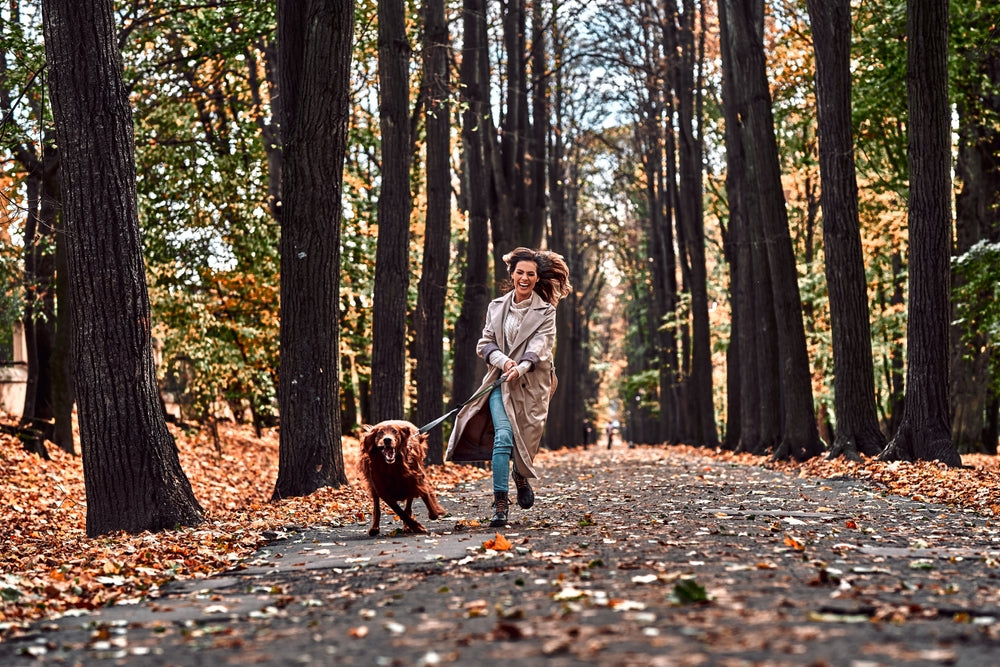 An older dog goes for a run through the woods with their owner
