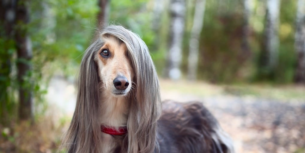 Groomed Afghan Hound