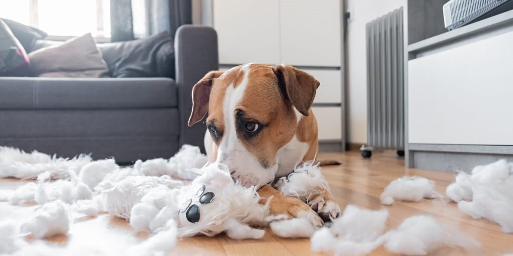 Young dog ripping up toy