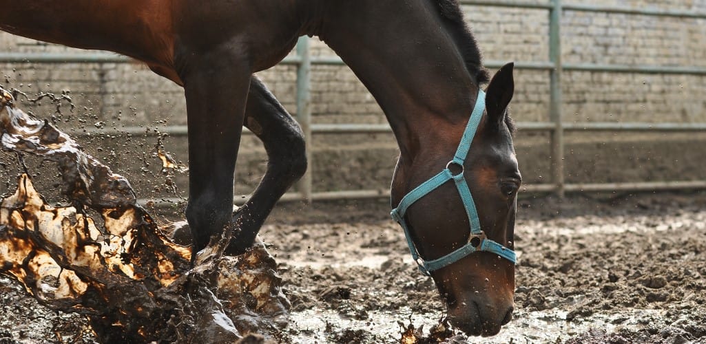 Horse playing in the mud