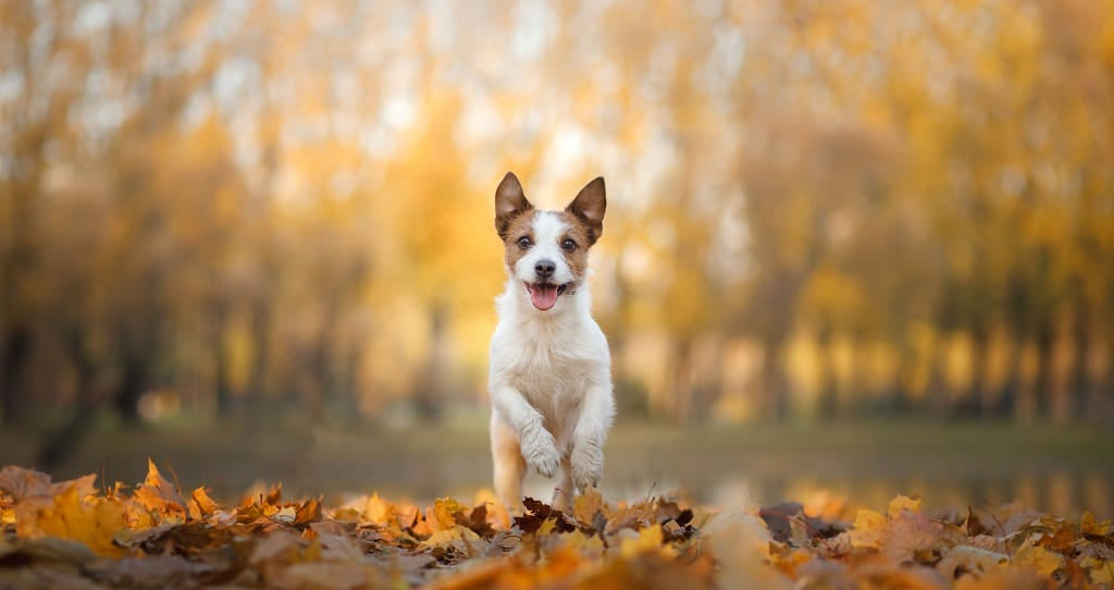 Jack Russell in Autumn
