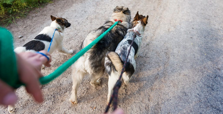 National Walk Your Dog Day: The best dog walking destinations in the UK