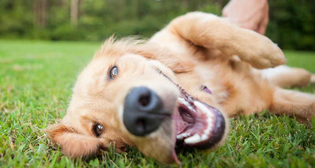 Lab rolling over