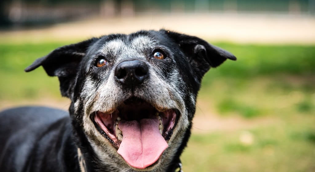 Exercising older dogs