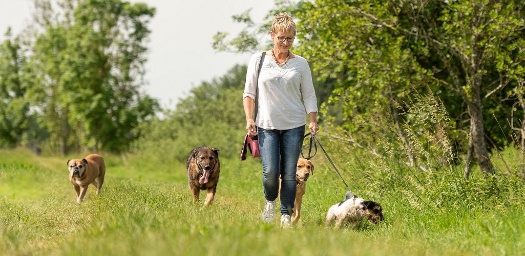 Making the most of your one daily dose of doggy exercise