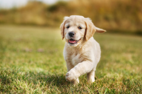 Puppy walking in field