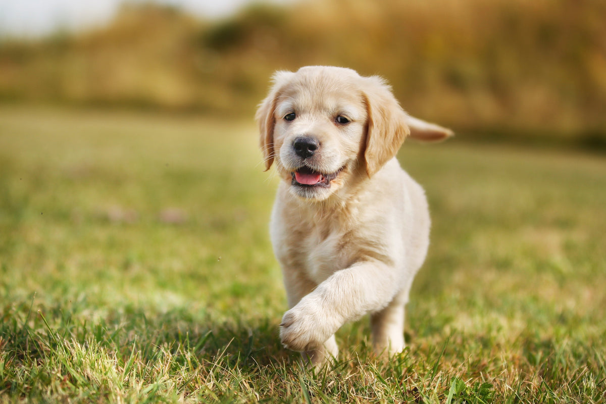 Top Puppy Walking Tips