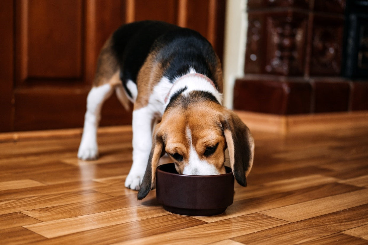 Majestic Beagle enjoying a meal